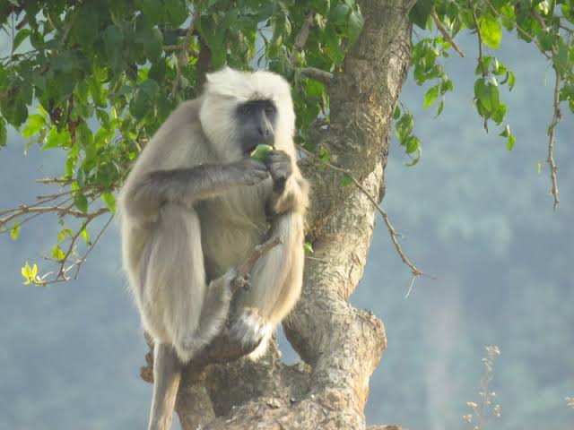 Wild monkey resting in the trees at Rajaji National Park