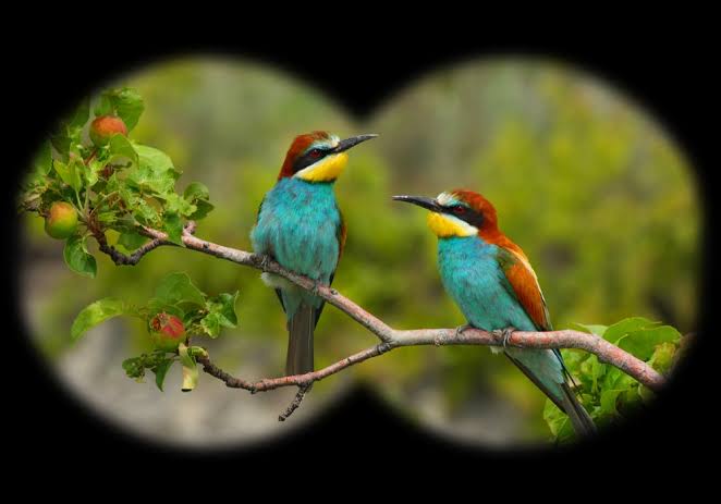 Bird watching tours at Rajaji Reserve