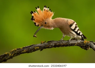 Exotic bird species at Rajaji Reserve