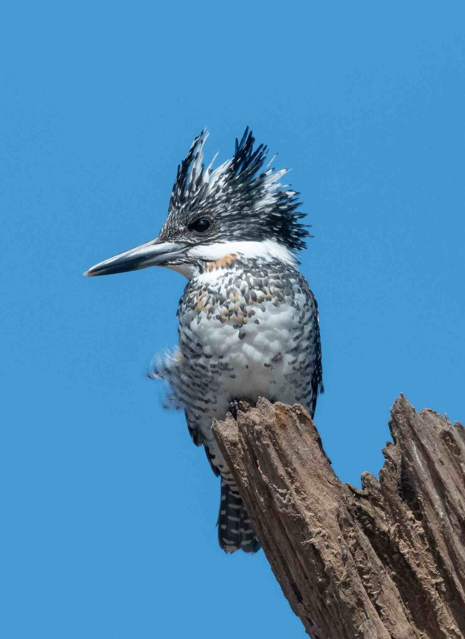 Colorful exotic bird perched on a branch in Uttarakhand