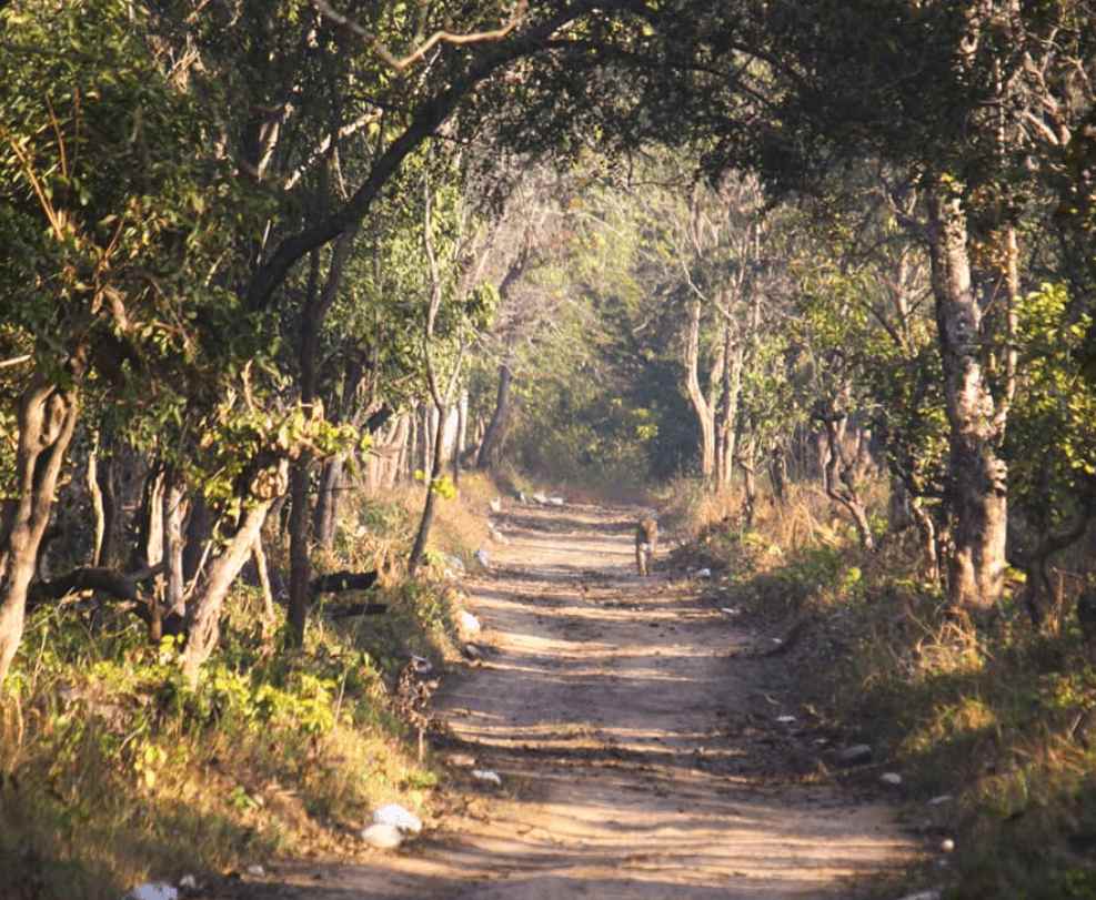 Scenic view of the popular Chilla Zone wildlife track