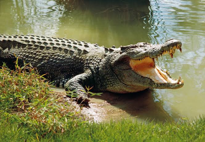 Mugger crocodile sunbathing by the river