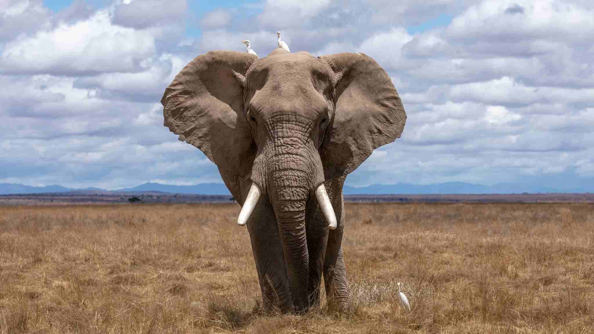 Wild Elephant herd in Rajaji National Park