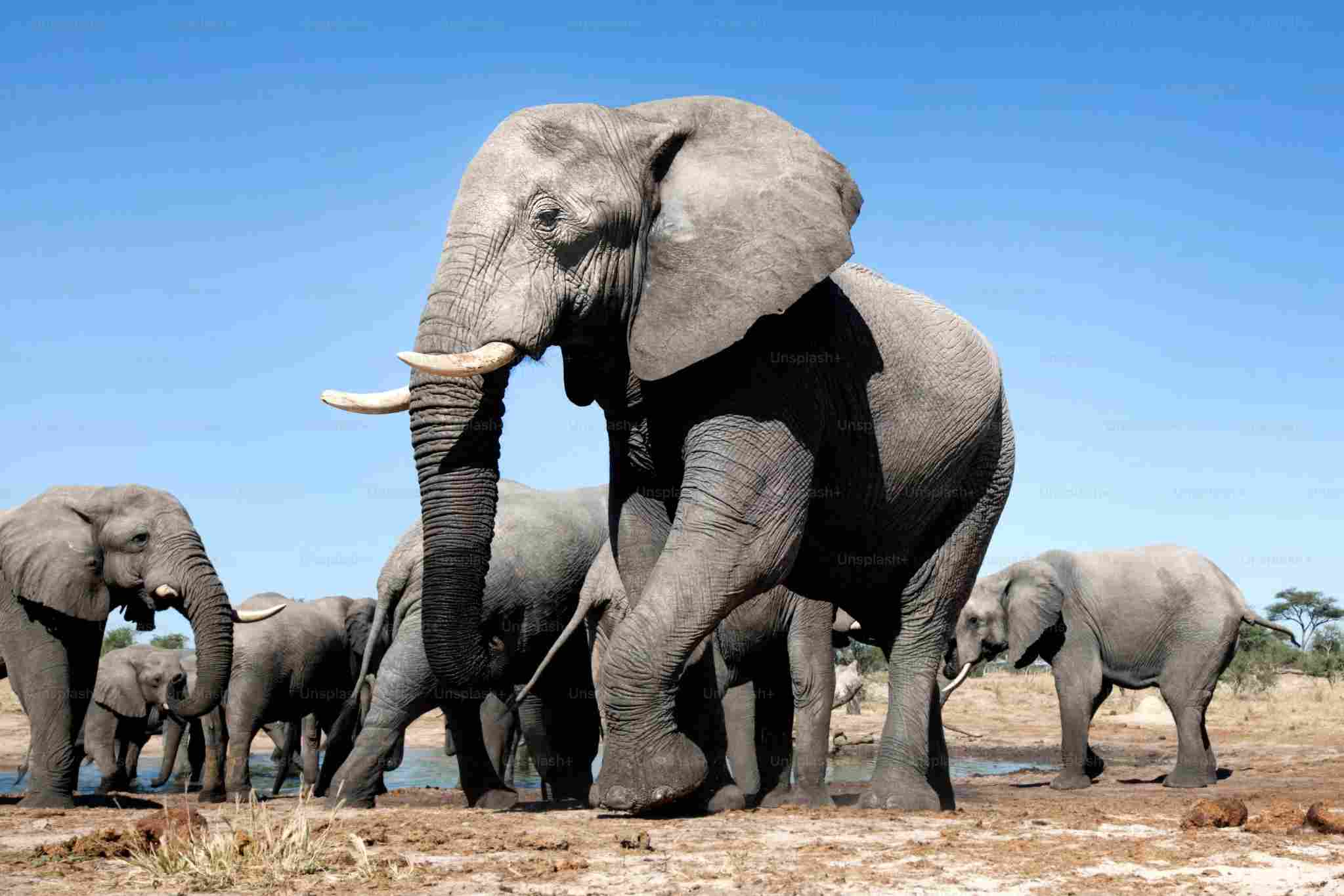 Elephant Safari experience in Uttarakhand
