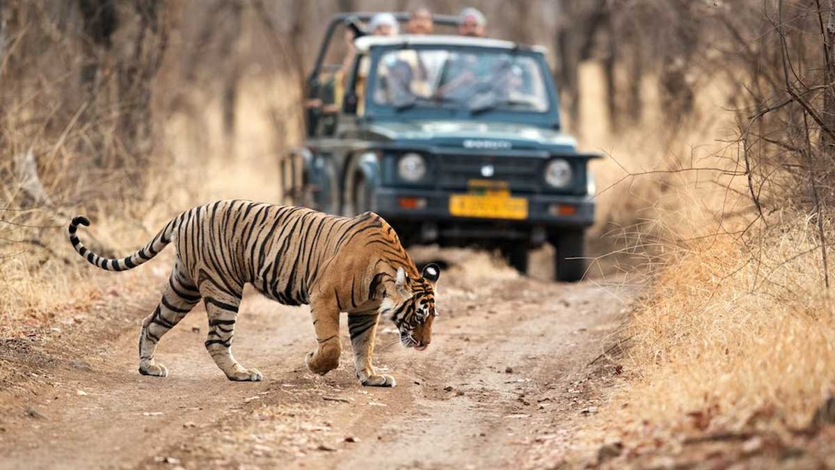 Tourists experiencing a jeep safari tour in the wild
