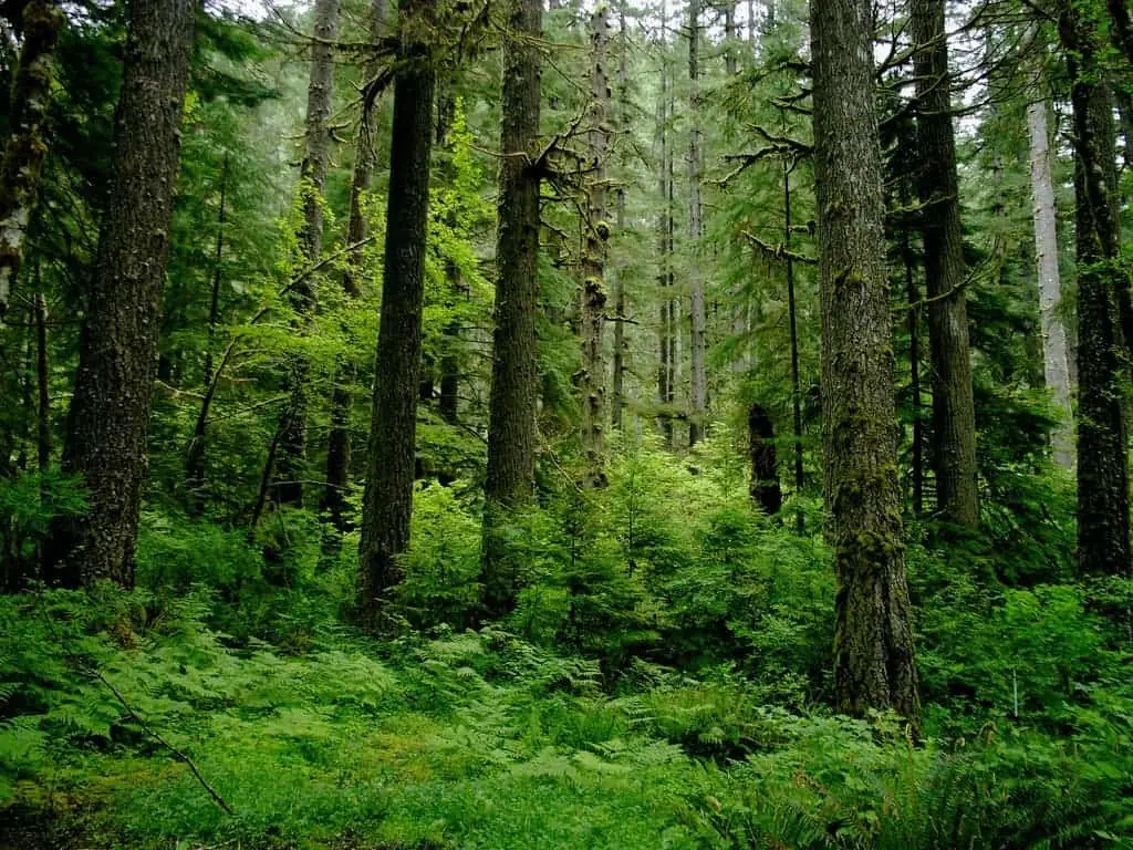 Sunlight shining through the dense forest canopy