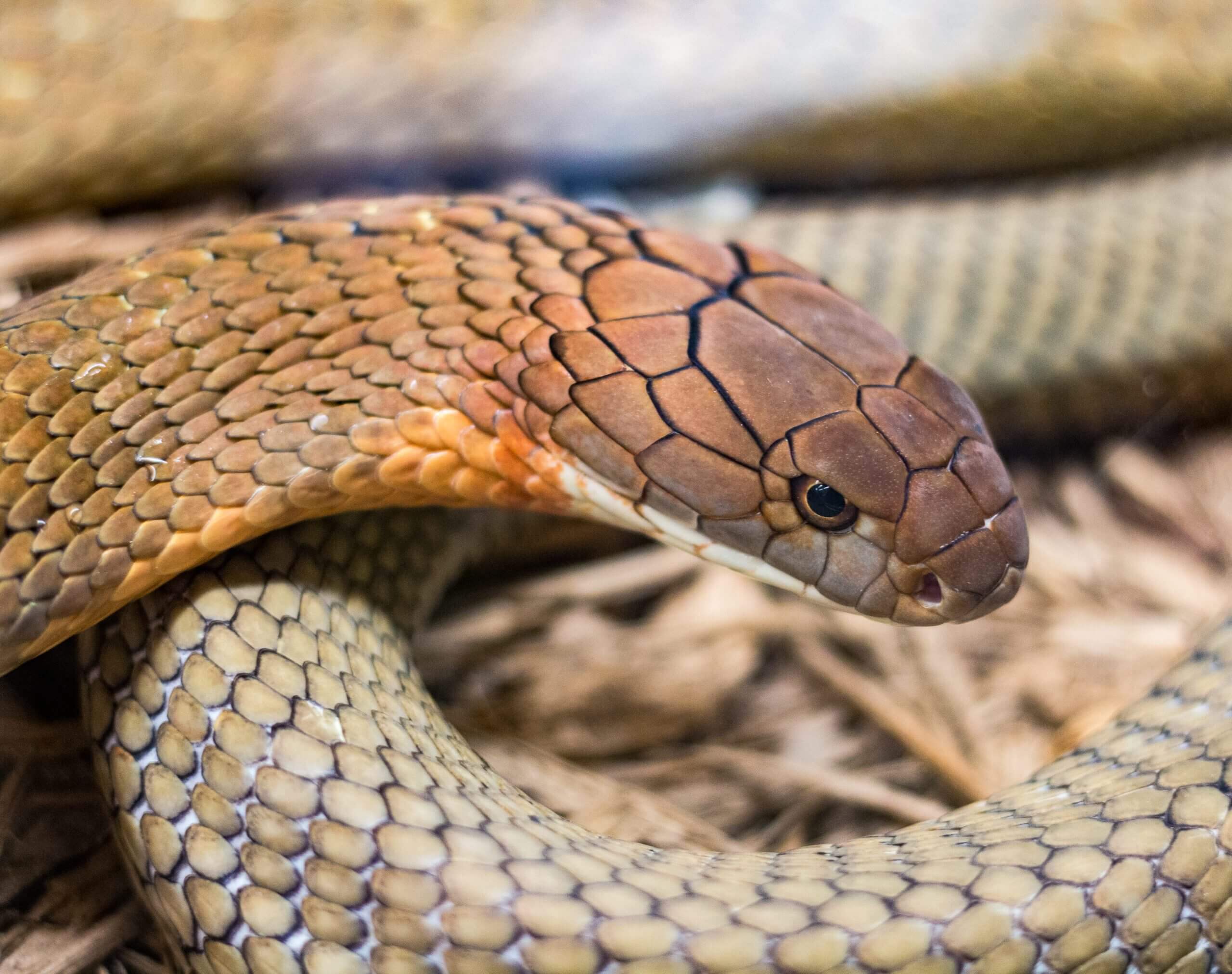 King Cobra snake found in the Rajaji forests