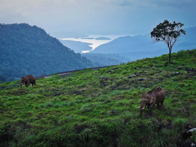 Lush green forest landscape and hills of Shivalik range
