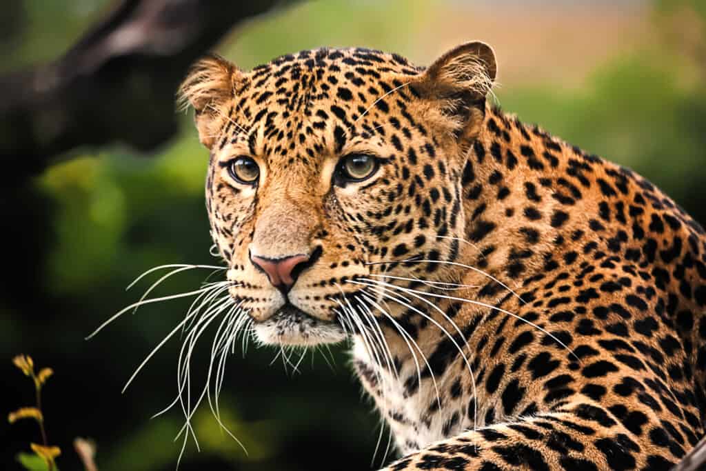 Leopard resting on a tree branch