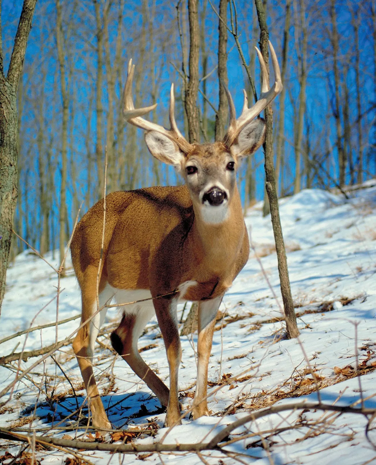Male deer during conservation drive