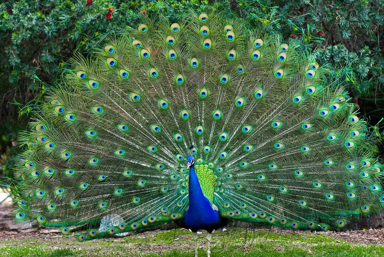 Peacock displaying its feathers
