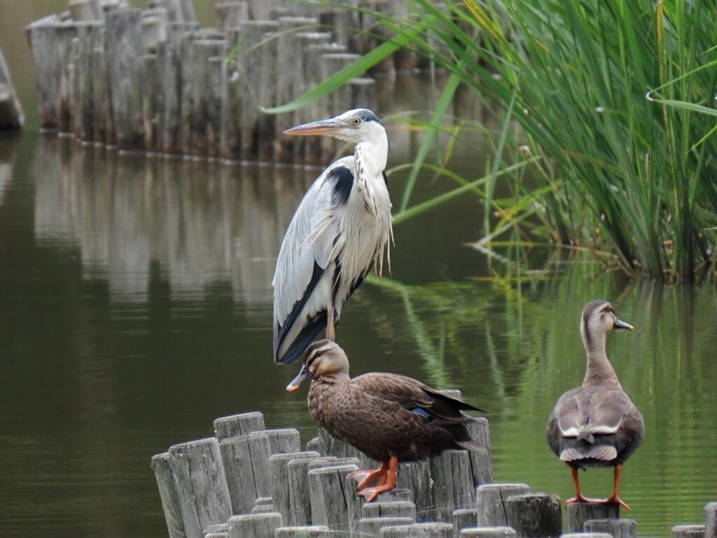 Water birds gathering near a serene river inside the park