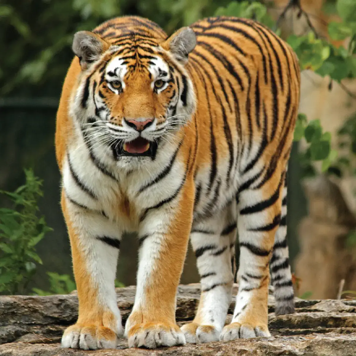 Bengal Tiger walking through the jungle