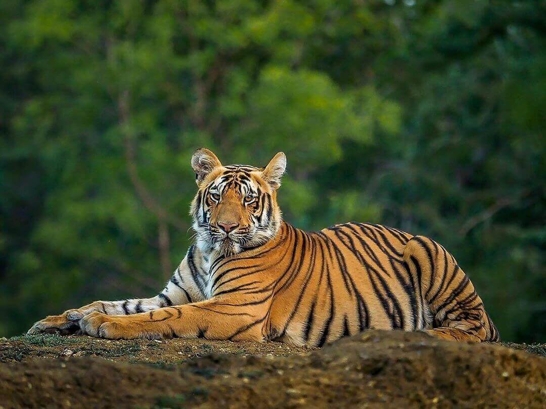 Bengal Tiger prowling through Rajaji National Park